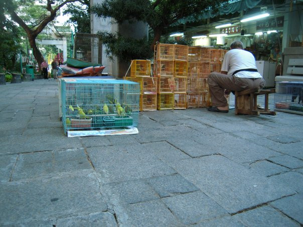 鸟市-香港必去景点