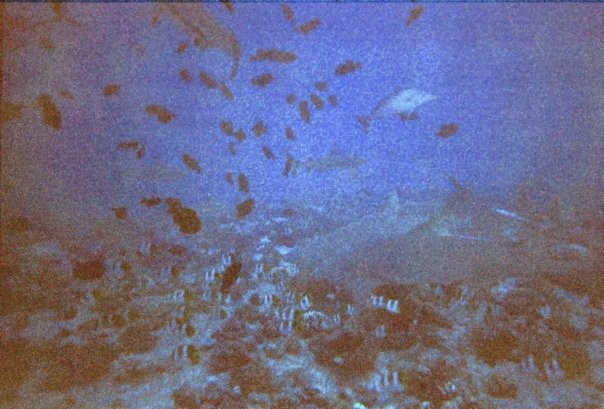 Coral Gardens-波拉波拉岛必去景点