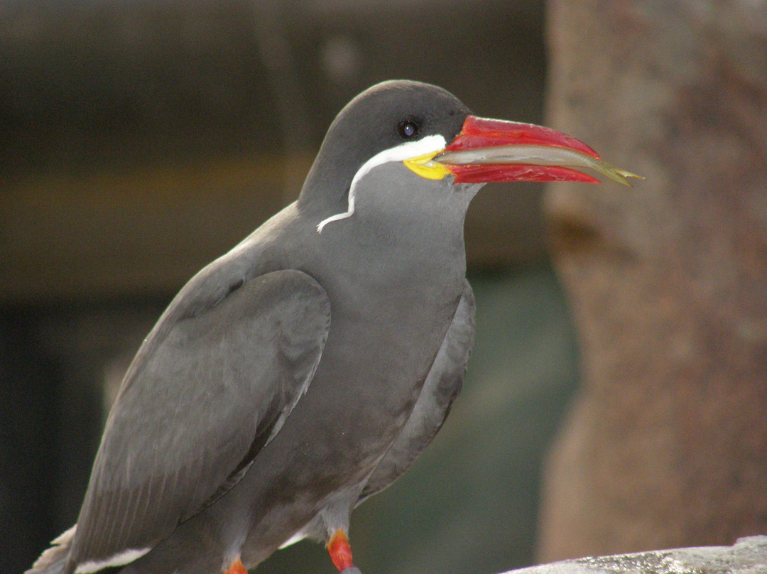 El Paso Zoo-埃尔帕索必去景点