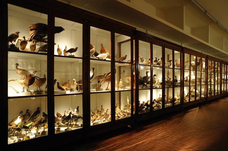 Museo di Storia Naturale景点图片