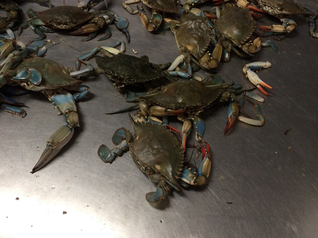 Discount Seafood Market