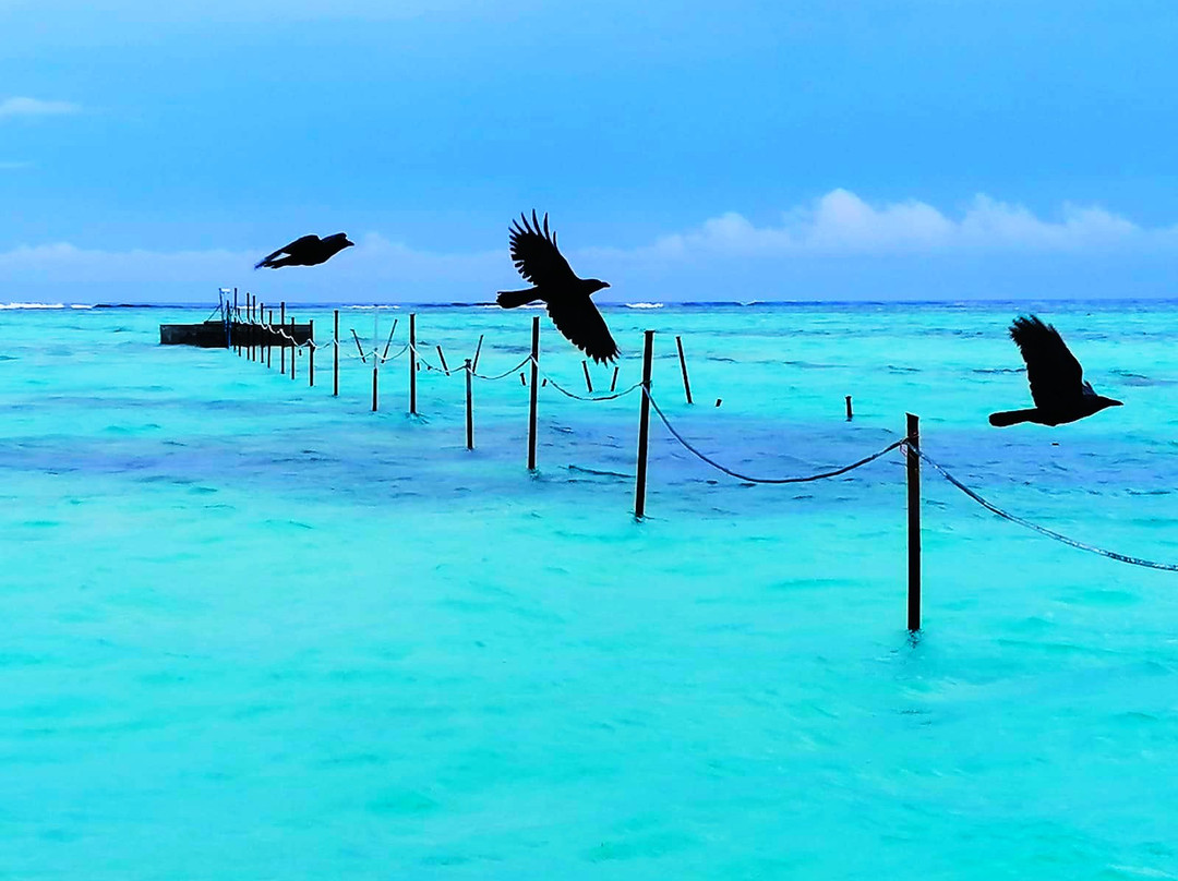 Himmafushi Island旅游攻略图片