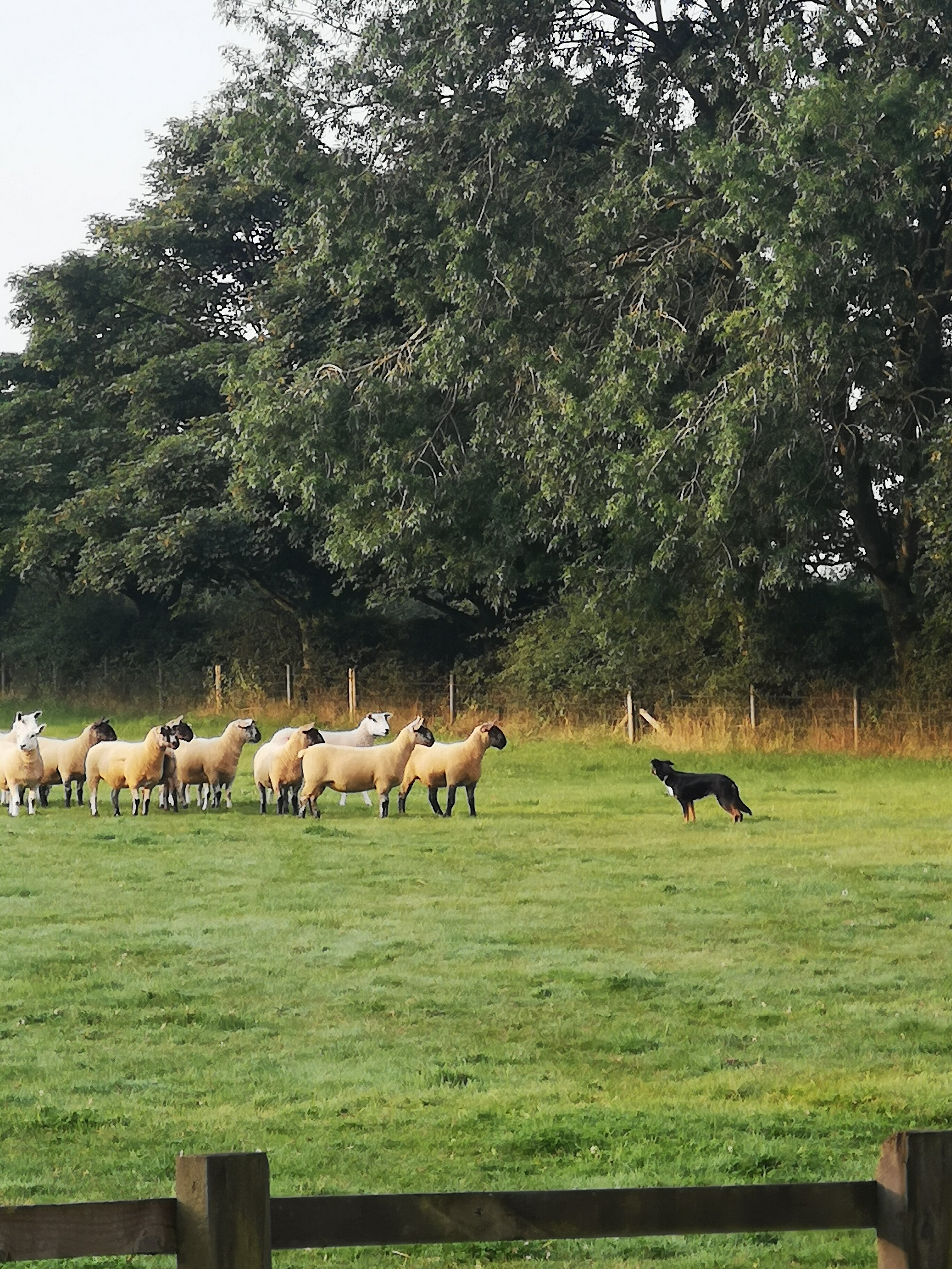 The Beeches B & B-官方