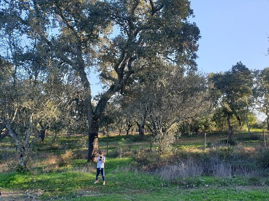 Centro Interpretativo dos Almendres-埃武拉必去景点