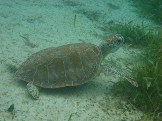 Kayaking Puerto Rico | Snorkeling & Bio Bay Tours-Las Croabas必去景点