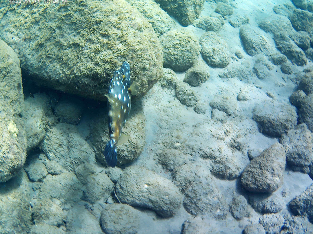 Donny's Snorkel Center-Pointe Michel必去景点