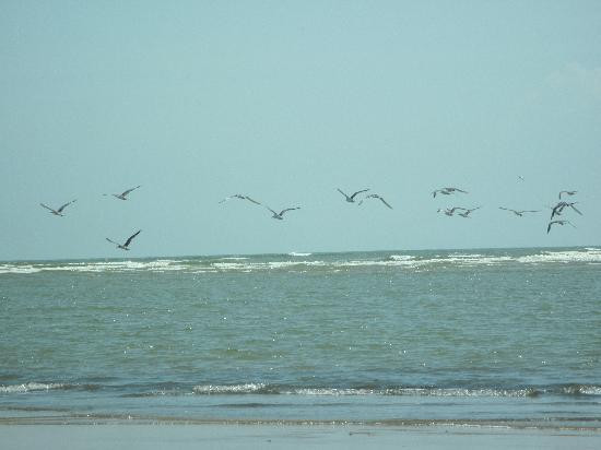 Mandarmani Beach-Mandarmani必去景点