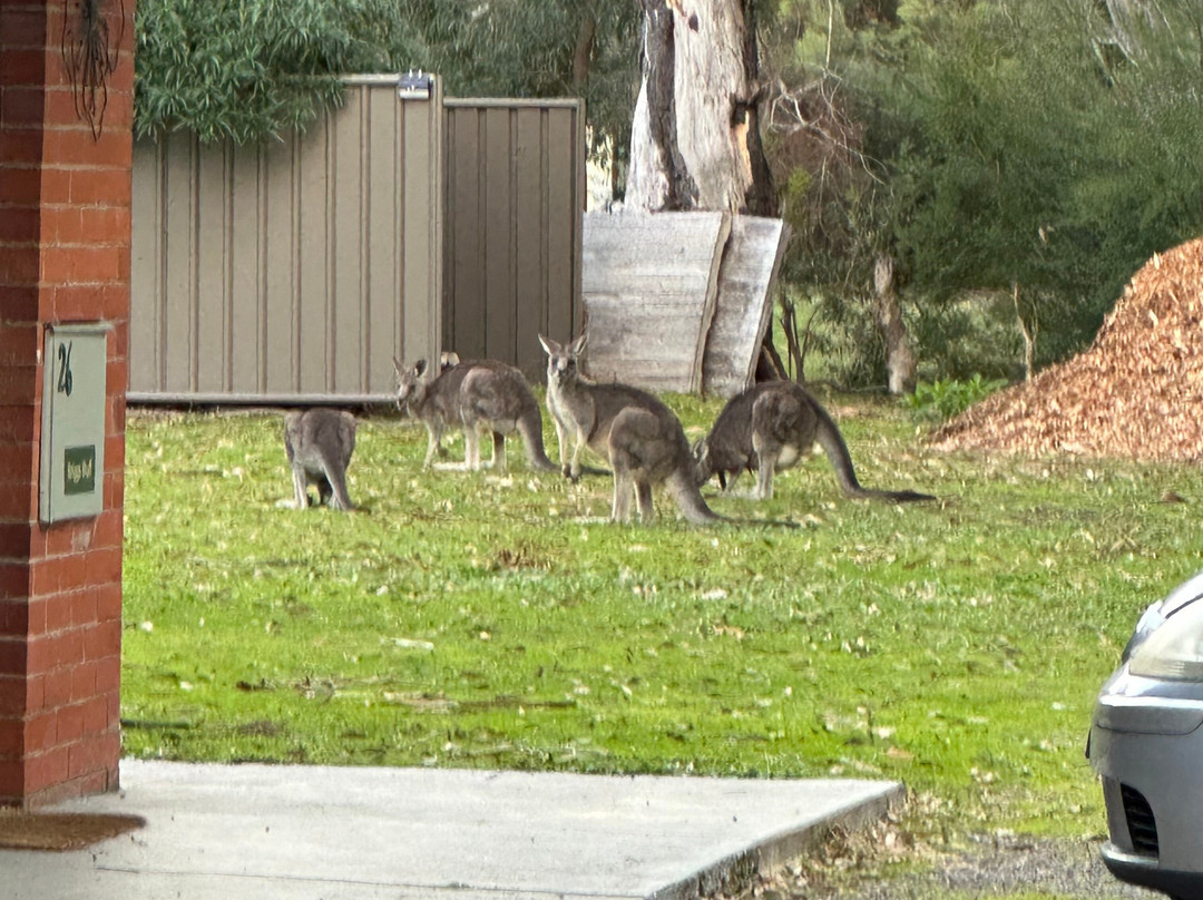 Gariwerd Motel主图