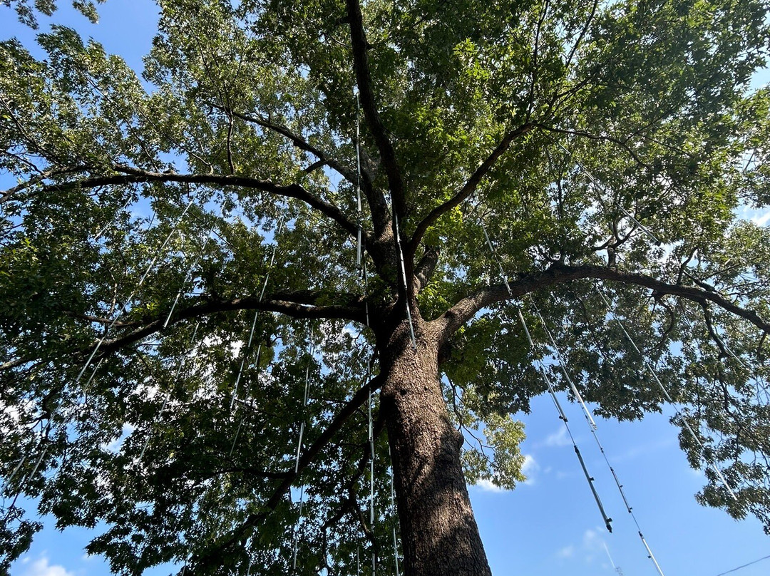 Patti's 1880's Settlement-Grand Rivers必去景点