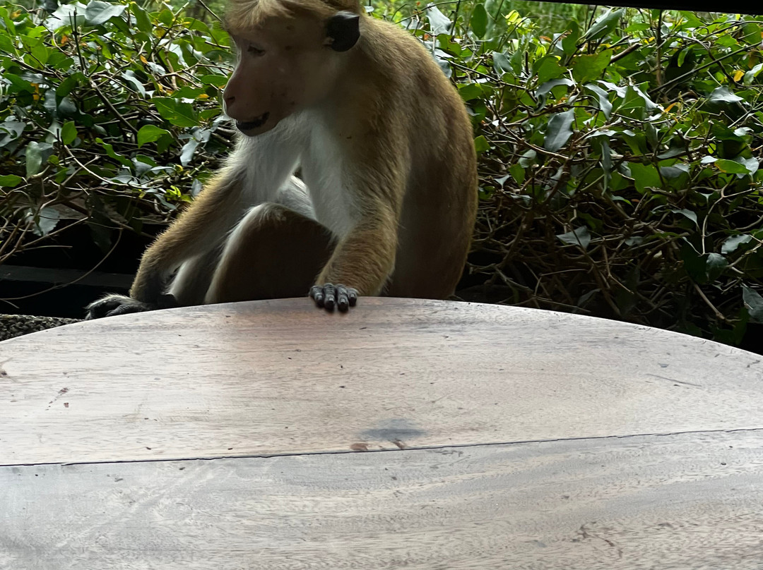 Heritance Kandalama Spa-丹布拉必去景点