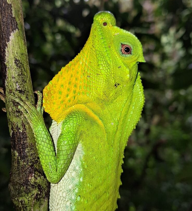 Sinharaja Rainforest Tour景点图片