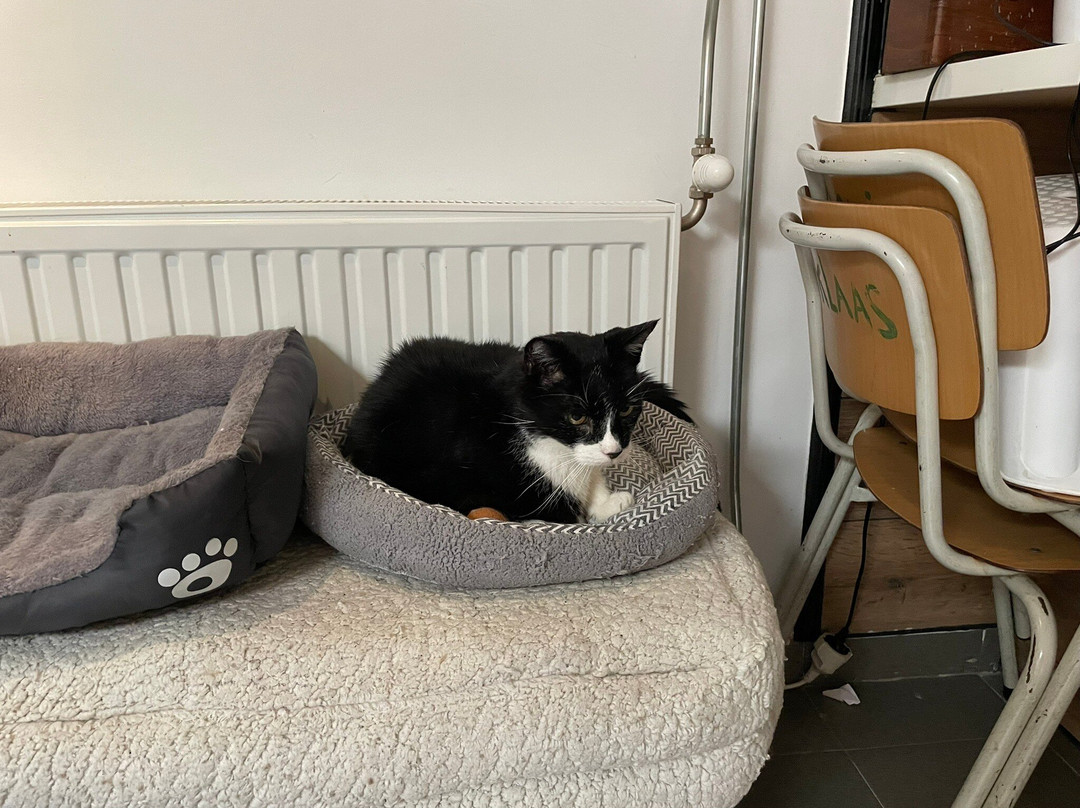 Lunchroom Cat Cafe Jippies