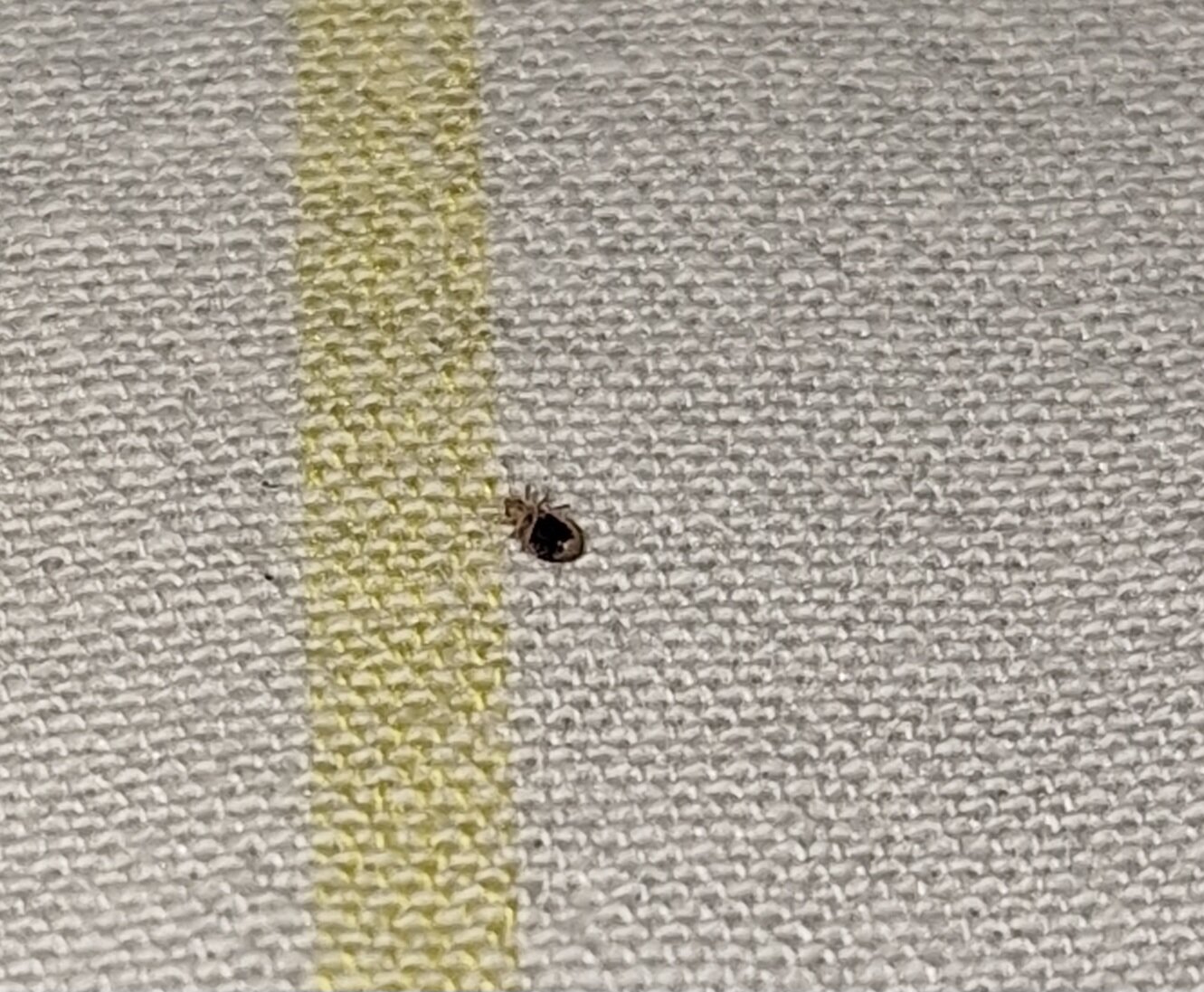 Capital O 127 Hotel Rex-客卧