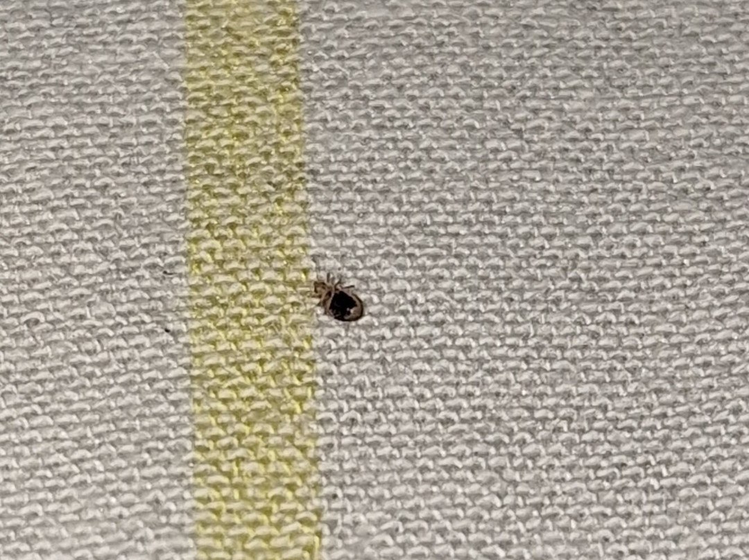 Capital O 127 Hotel Rex主图