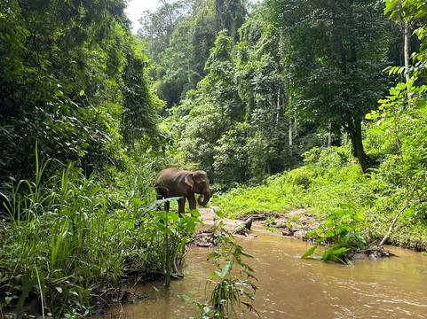Toto's Elephant Sanctuary-清迈必去景点