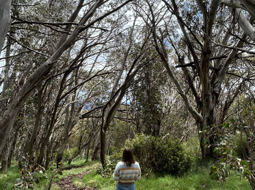 Australis 4WD Adventures-曼斯菲尔德必去景点