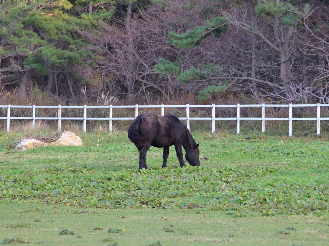 Kandachi Horses and Their Habitats景点图片