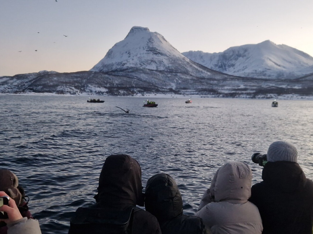 Arctic Whale Tours景点图片