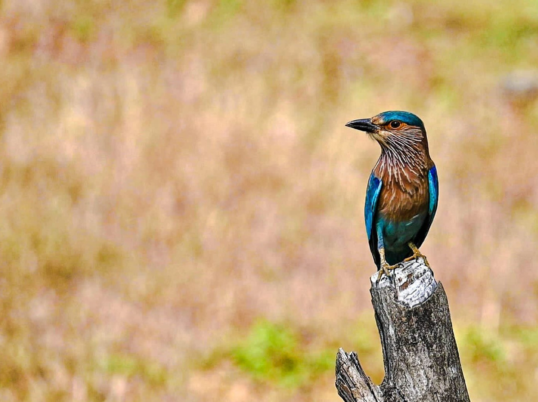 Red Earth Gokarna主图