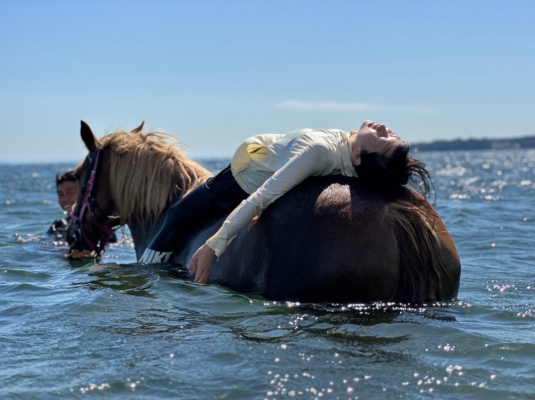 Horse Trekking Farm Miurakaigan-三浦市必去景点