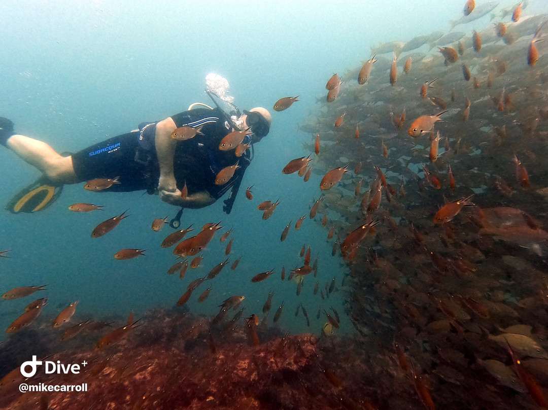 Iguana Divers-圣特雷莎必去景点