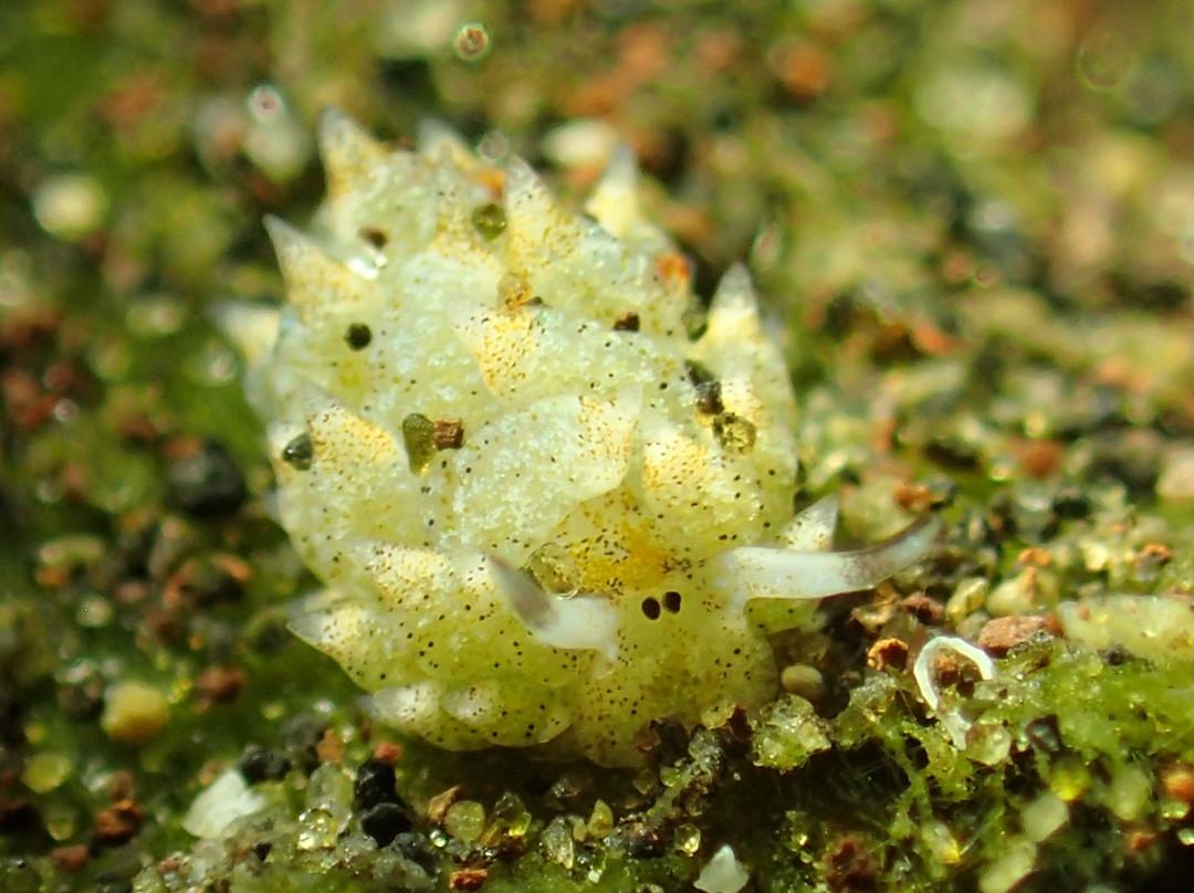 Scuba Tribe Bali-图兰本必去景点