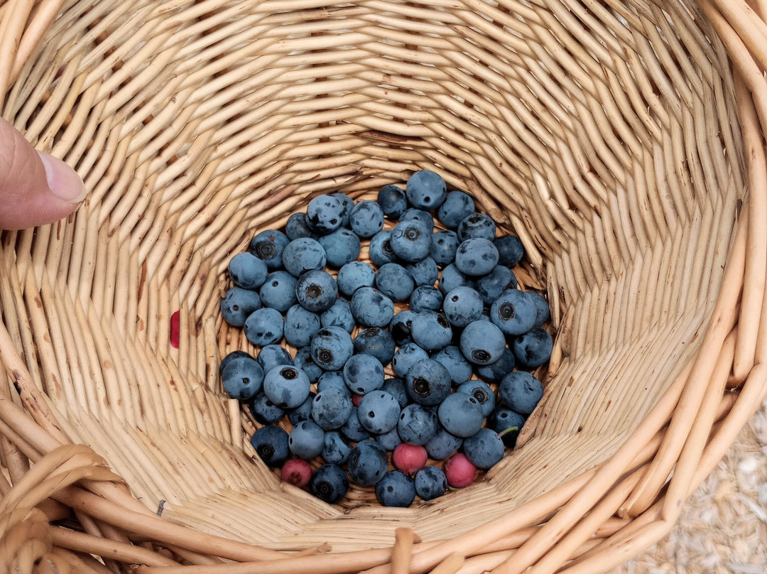 Farm Tentomushi-美里町必去景点