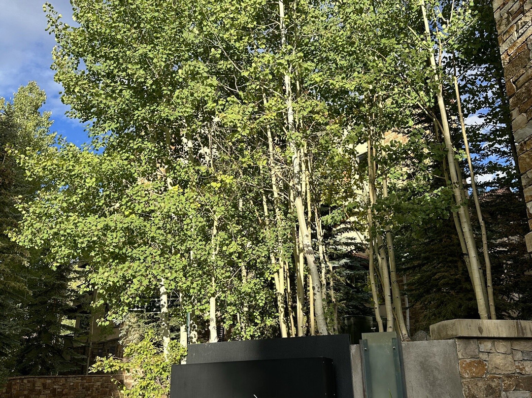 Lumiere by Dunton主图