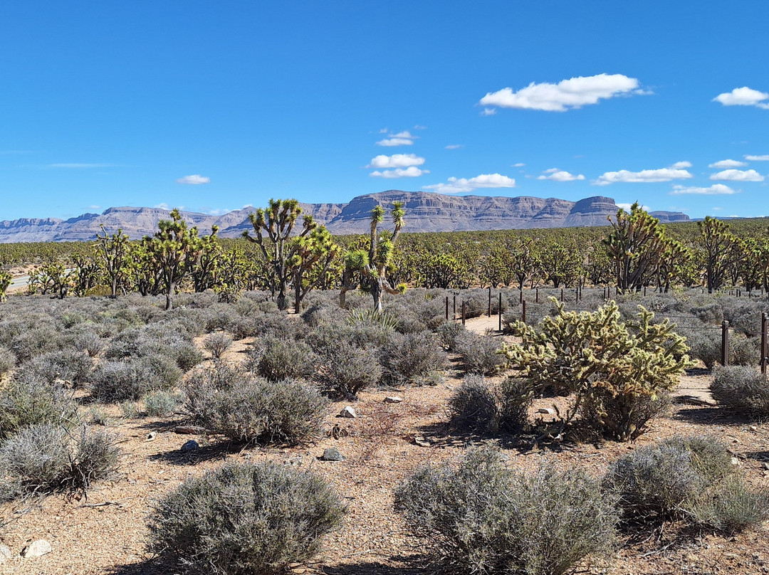Grapevine Mesa Joshua Trees-Meadview必去景点