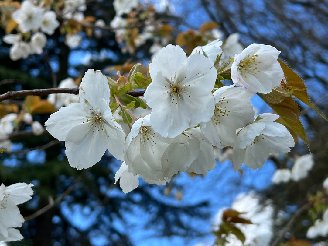 Cassiobury Park景点图片