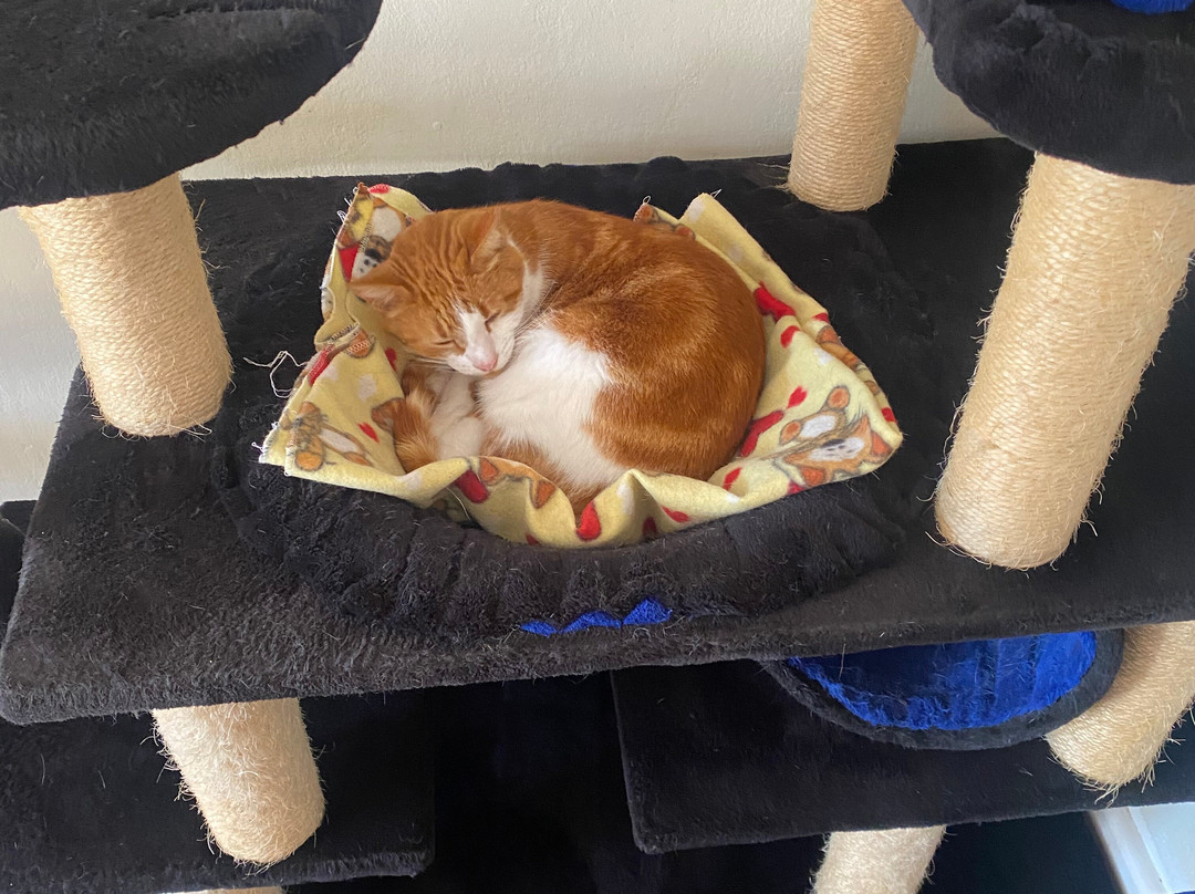 Cat Heaven Rescue Cat Cafe-西索美塞必去景点