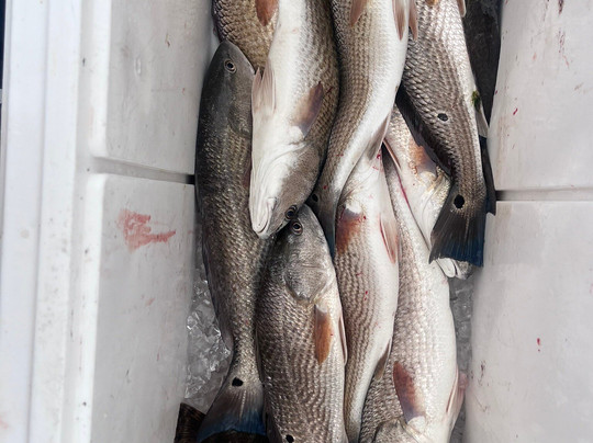 Georgia Coast Charters-泰碧岛必去景点