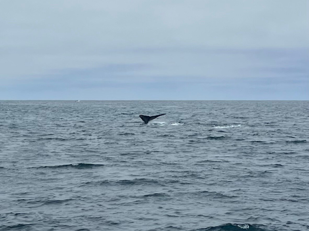 Legacy Whale Watch-圣地亚哥必去景点