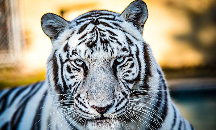 Tiger World景点图片