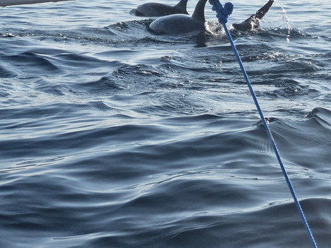 Saraswati Lovina Dolphin-罗威那海滩必去景点