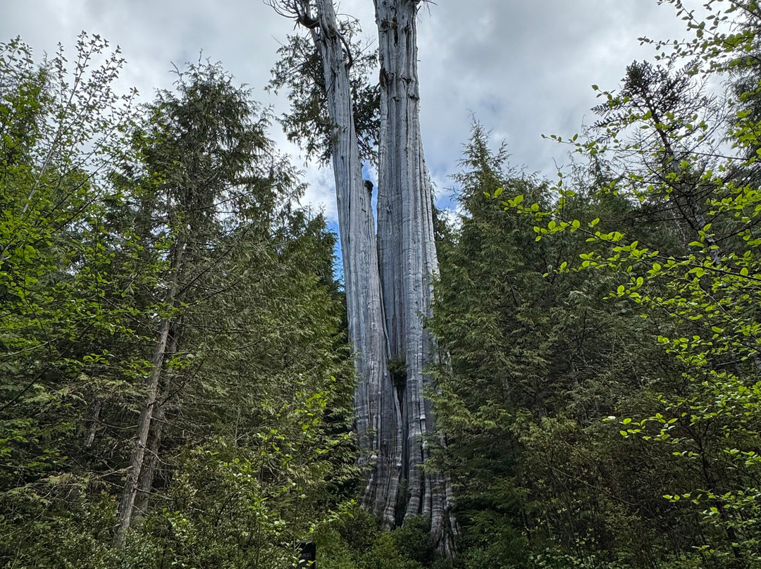 The Duncan Cedar-奥林匹克国家公园必去景点