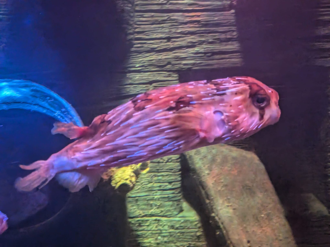 SEA LIFE Oberhausen景点图片