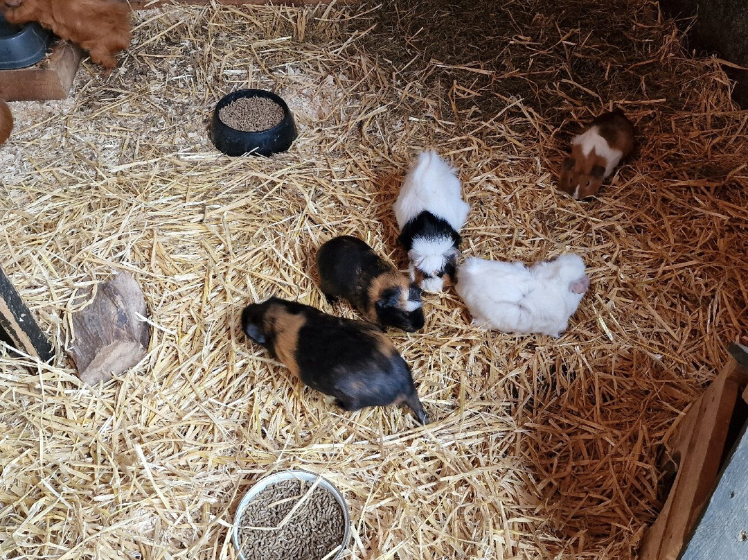 Schapenboerderij Texel-特塞尔必去景点