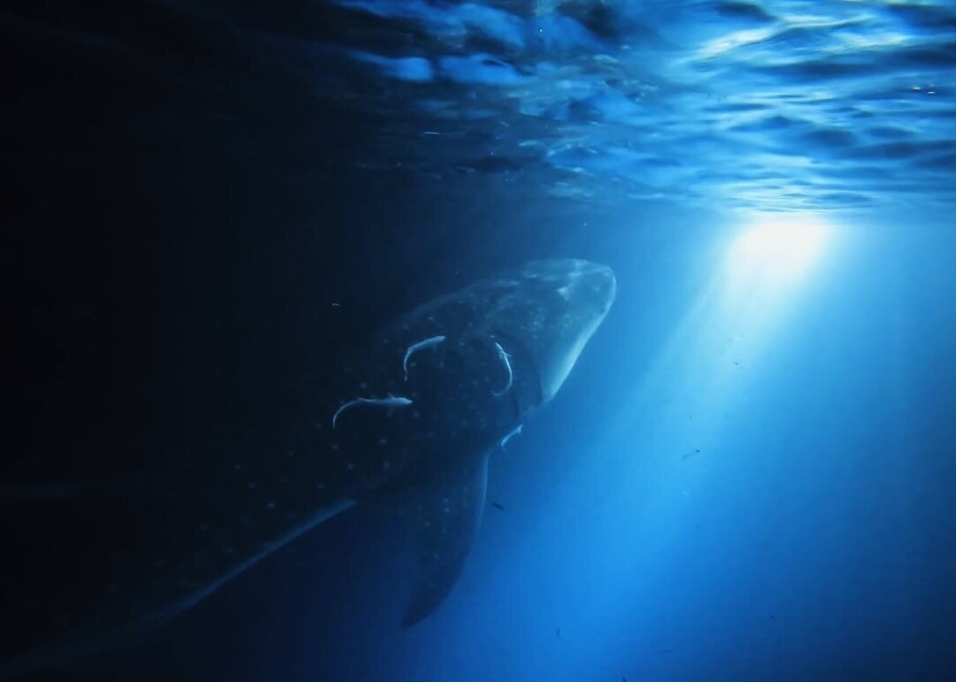 Ocean Fanatics-Fonimagoodhoo Island必去景点