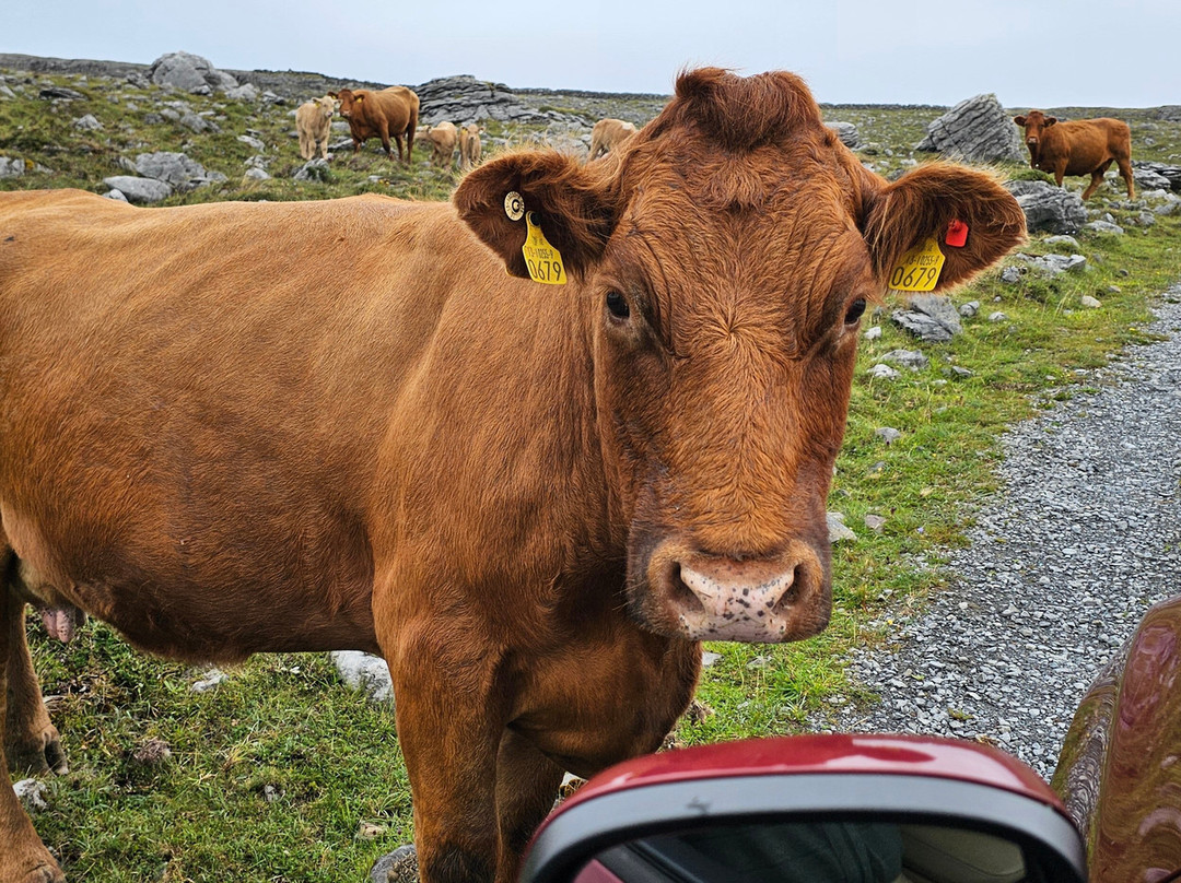 Burren Mountain Tours景点图片
