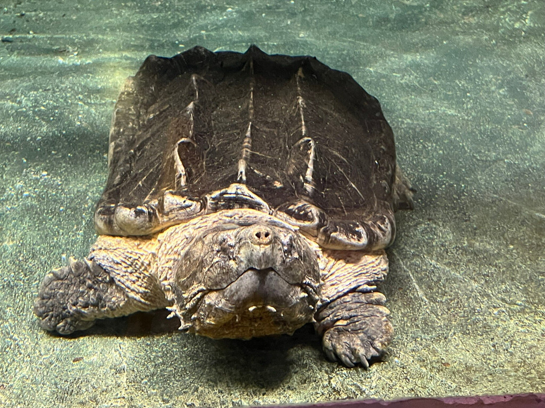 Reptilia Zoo and Education Centre Whitby-Whitby必去景点