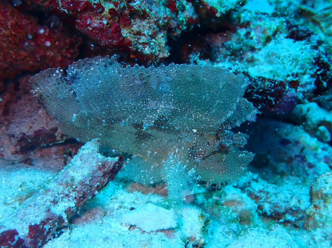 Blue Planet Dive Resort景点图片
