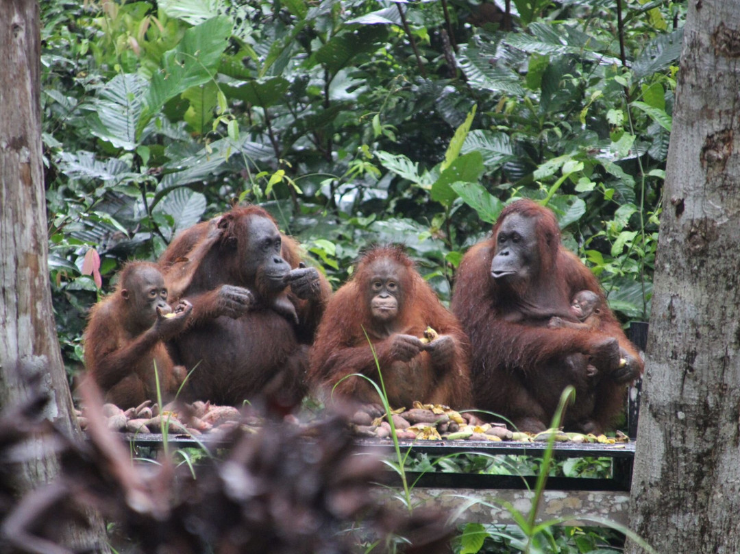 Wahyu Tanjung Puting Tour and Trip-Pangkalan Bun必去景点