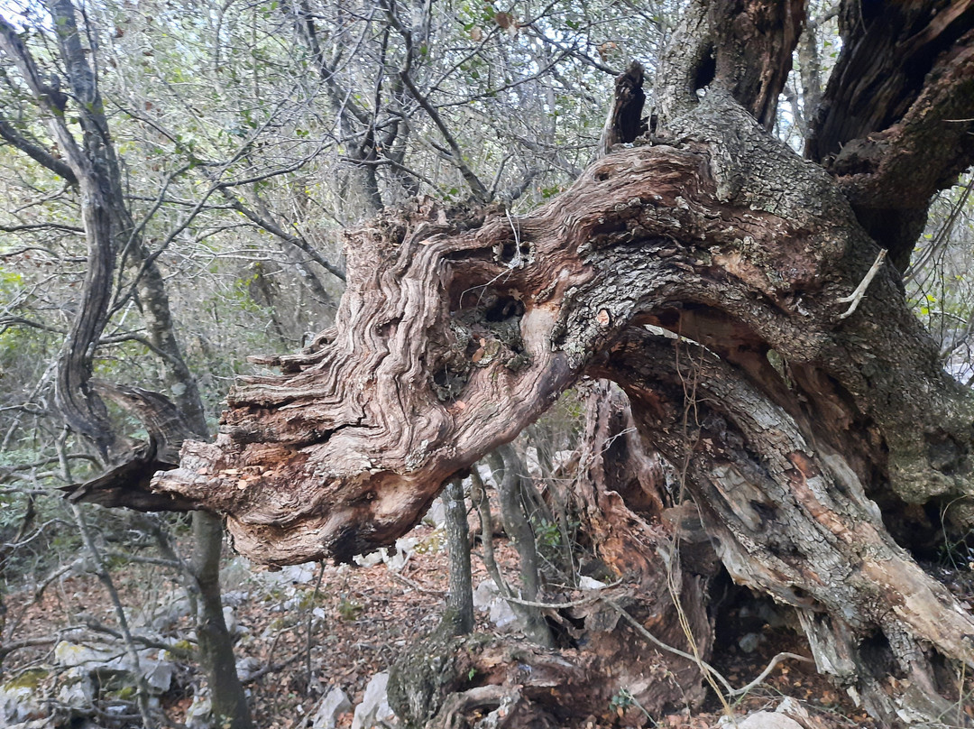The Cypress Trail-菲斯卡尔宗必去景点
