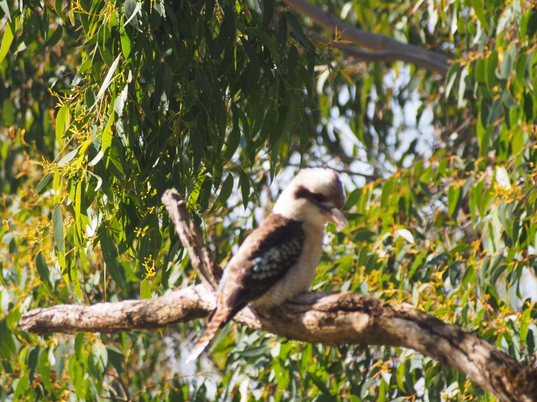 Cleland Conservation Park-阿德莱德必去景点