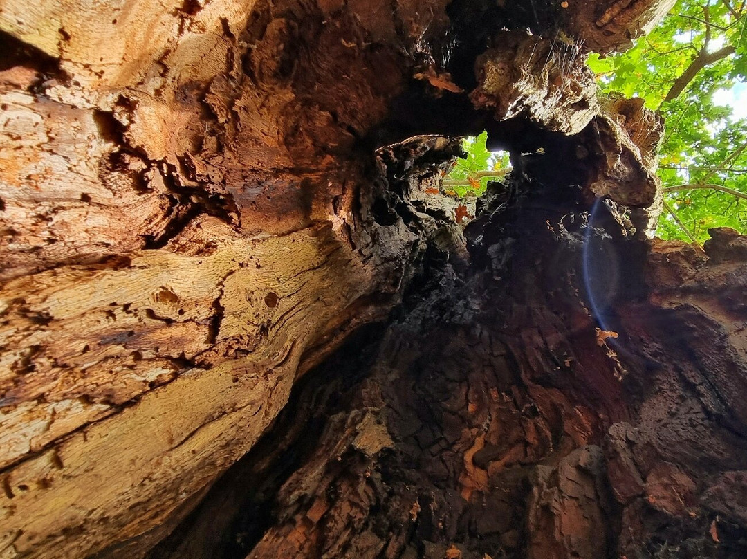 The Major Oak景点图片