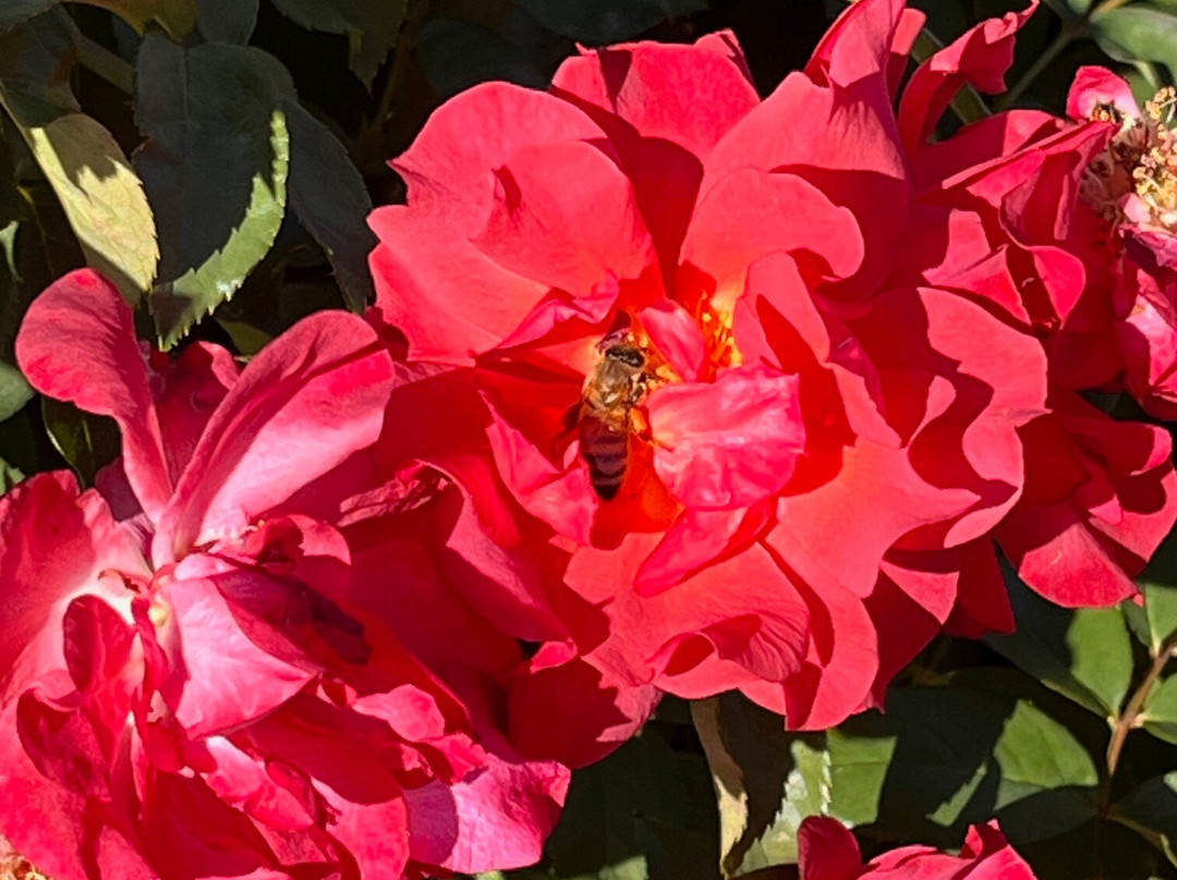 Santa Fe Botanical Garden景点图片