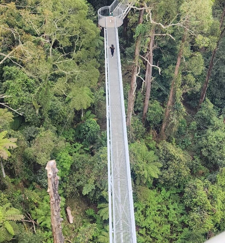 Illawarra Fly Treetop Walk景点图片