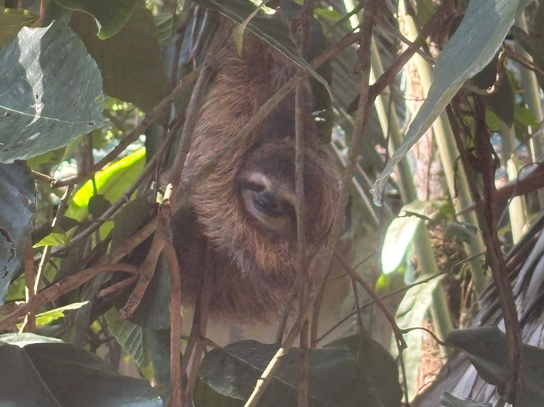 Jungle Man Costa Rica-旧港必去景点