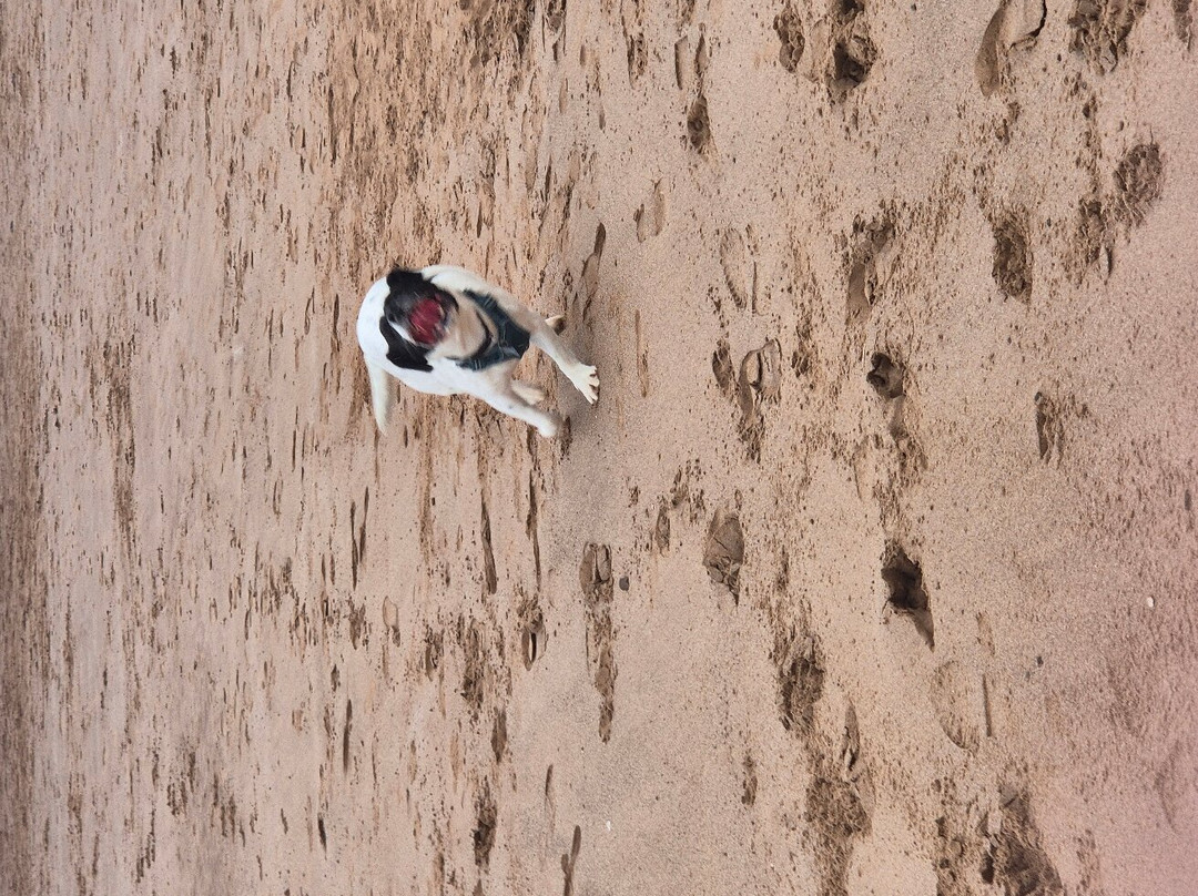 Dawlish Warren Beach-道利什必去景点